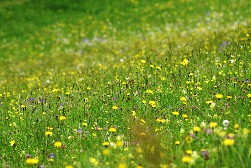 Alpenblumen Gstaad